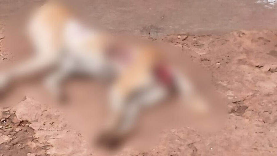 Homem espanca cadela até a morte e acaba preso em Campo Grande