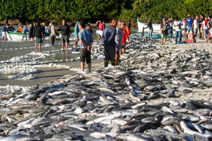 GOVERNO ENCERRA COTA DA TAINHA E PESCA DE ARRASTO É SUSPENSA EM SANTA CATARINA